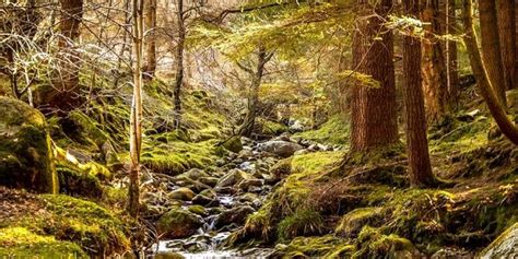 Reforesting Ireland And Reversing Climate Change With Wolfgang Reforest