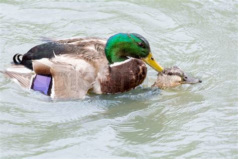 Mallard Ducks Mating Stock Image Colourbox