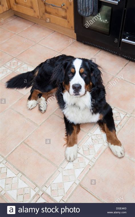 Dog Looking Up Laying Down Stock Photos And Dog Looking Up Laying Down