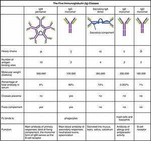 The Adaptive Immune Response B Lymphocytes And Antibodies Anatomy
