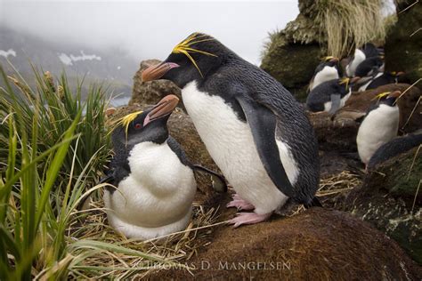 Rookery Above The Bay — Macaroni Penguins By Thomas D Mangelsen