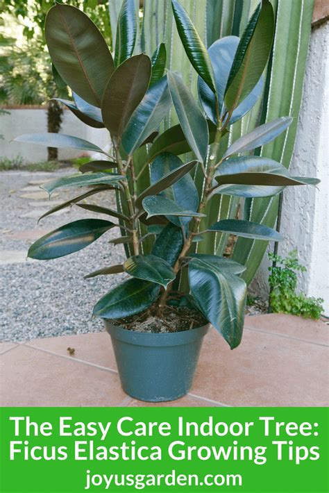 Rubber Plant Care Growing Tips For This Easy Care Indoor Tree