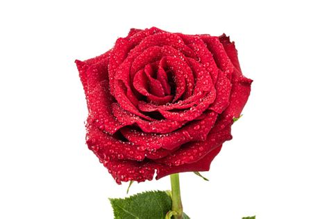 Red Rose Florca Stock Photo Download Image Now Affectionate