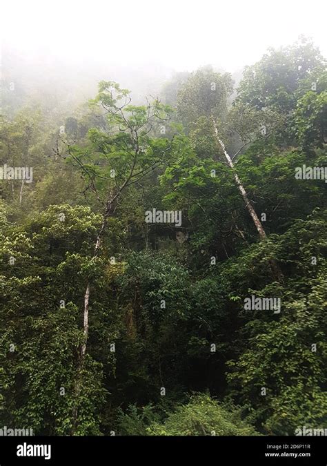 Mist Rain Forest Hi Res Stock Photography And Images Alamy