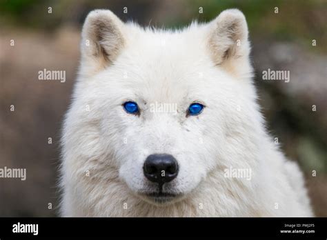 Blaue Augen Arctic Wolf Portrait Stockfotografie Alamy