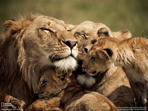 ライオンの親子、ケニア ナショナル ジオグラフィック日本版サイト