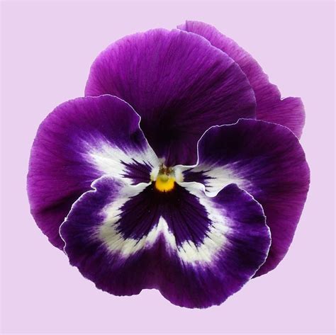 Purple Pansy By Sarah Couzens In 2021 Pansies Flowers Pansies