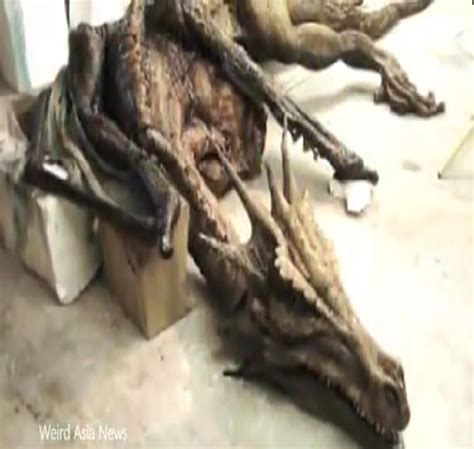 Dragons Skeleton Found Images