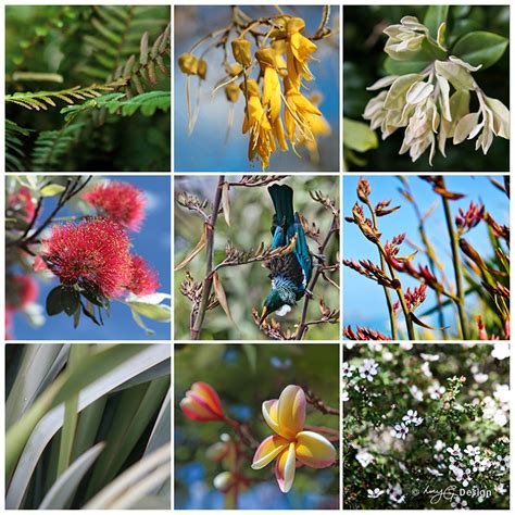 Nz Flowers Native New Zealand Flowers Photo Collage Canvas Wall Art