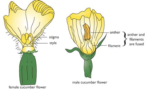 Seed Development Te Kura Horticulture