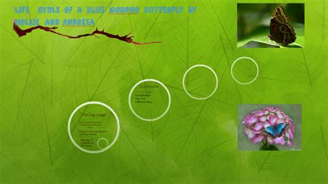 We did not find results for: life cycle of a blue morpho butterfly by Amy Jones