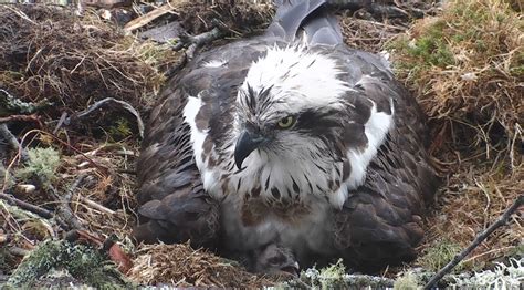 First Osprey Chick Of The Season Hatches At Nature Reserve