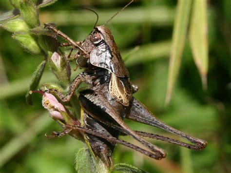 Pholidoptera Griseoaptera De Geer 1773dark Bush Cricket Orthoptera