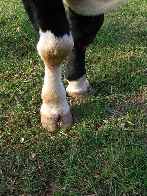 Cow Feet Timothy Meinberg Flickr