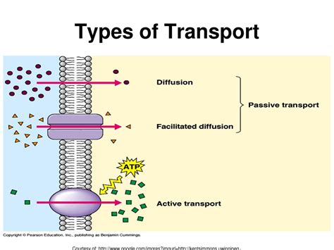 Ppt Cell Transport Powerpoint Presentation Free Download Id3996195