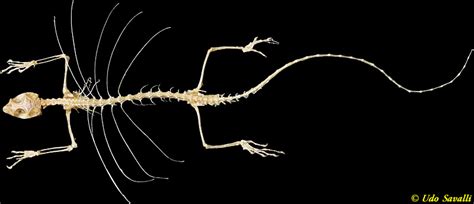 Bio370 Lizard Skeleton