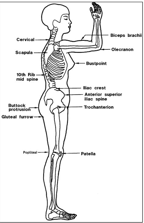 It helps in the exchange of gasses in the body from the air. ANTHROPOMETRY AND BIOMECHANICS | Body chart, Medical ...