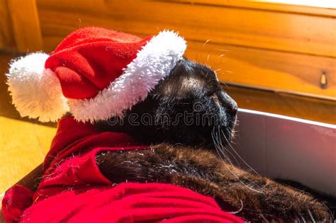 Black Cat Santa Hat Looking Down Stock Photos Free And Royalty Free