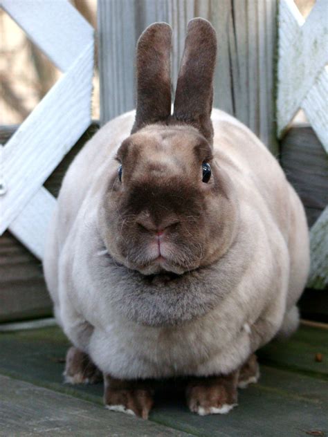 Do I Look Like I Want To Cuddle Bunnies Mini Rex Rabbit Bunny