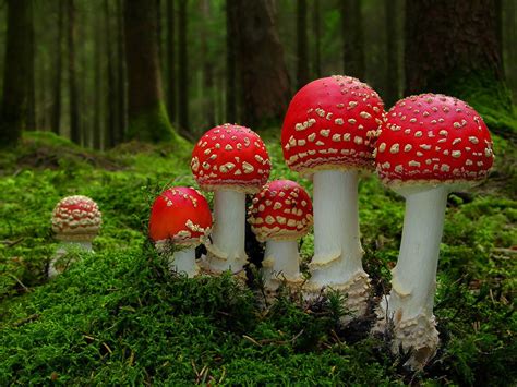 22 Trippy Magical Mushrooms Gallery Ebaums World