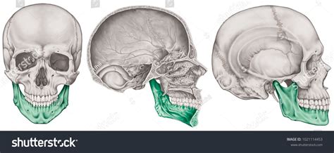 The Mandible Bone Of The Cranium The Bones Of The Head Skull The