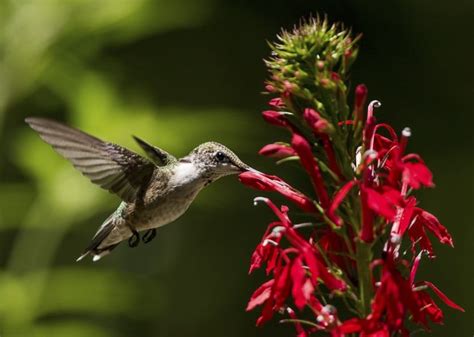 Hummingbird bush (hamelia) give this bush room to grow; Hummingbird Plants: 25+ Of The Best Flowers That Attract ...