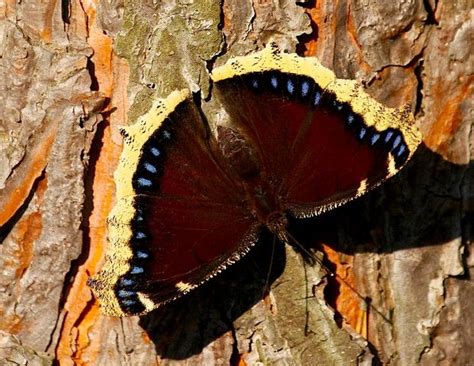 There is a single generation per year in most areas and possibly a second generation southward. mourning cloak butterfly. Host plants: willow, American ...