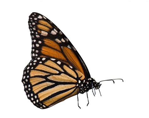 ᐈ Mariposa monarca imágenes de stock, fotos del ciclo de la mariposa monarca | descargar en ...