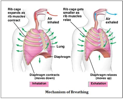 Mechanism Of Breathing Part Youtube Gambaran