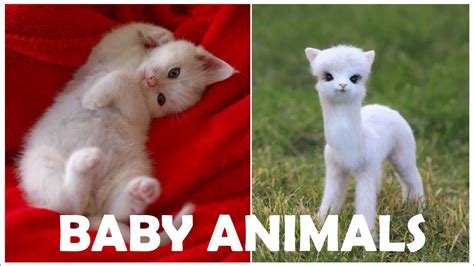 Cutest Baby Animals 😍 Big Compilation Of Best Beautiful Animals On The