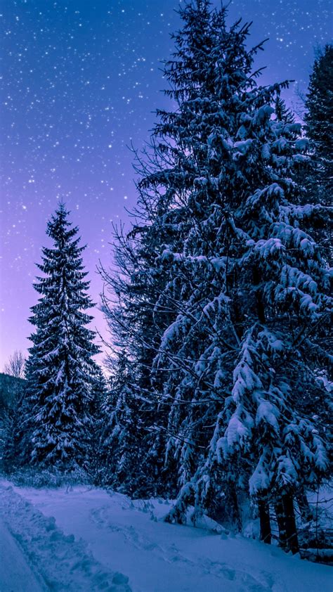 Download 720x1280 Wallpaper Forest Trees Night Winter Samsung