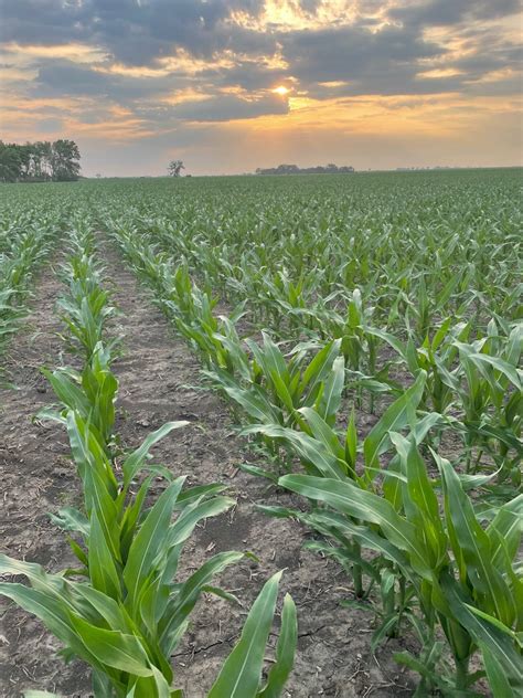 minnesota crops hanging on in dry conditions brownfield ag news