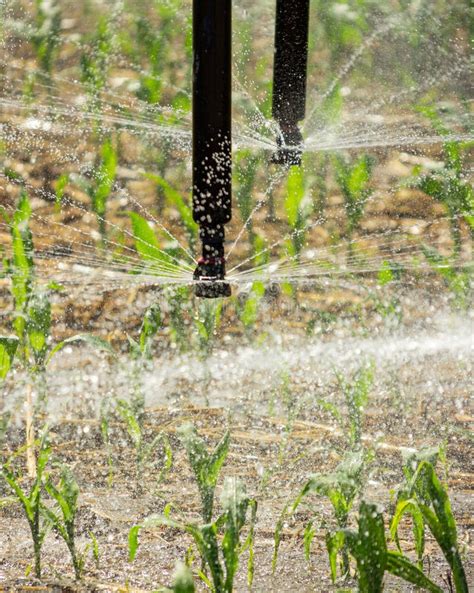 Detail Of Sorghum Crop Being Irrigated By Automated Pivot Sprinkler Equipment Stock Image