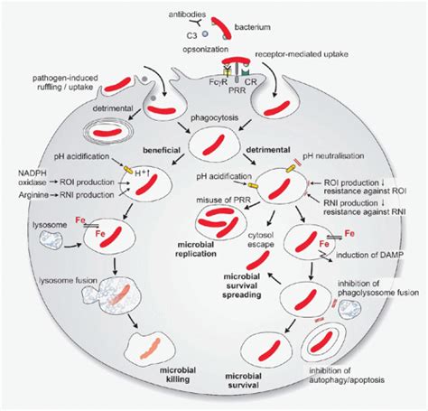 Immunity To Intracellular Bacteria Oncohema Key