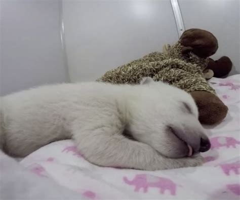 Toy Helps Purring Baby Polar Bear Cub Sleep In New