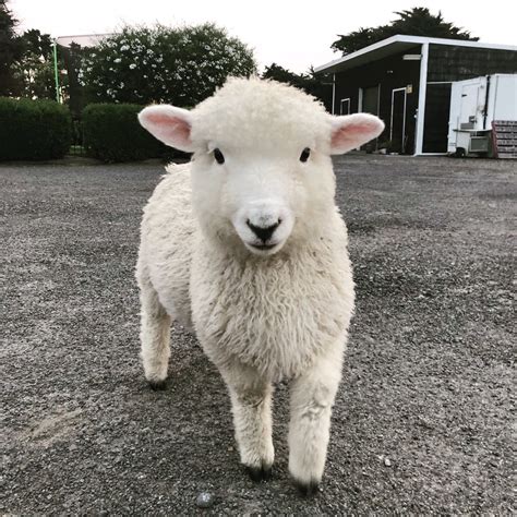 Cute Sheep From New Zealand Aww