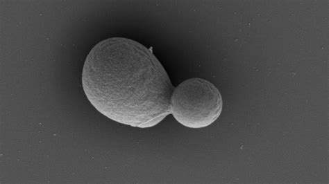 Project To Create Yeast With Fully Synthetic Genome Nears Completion