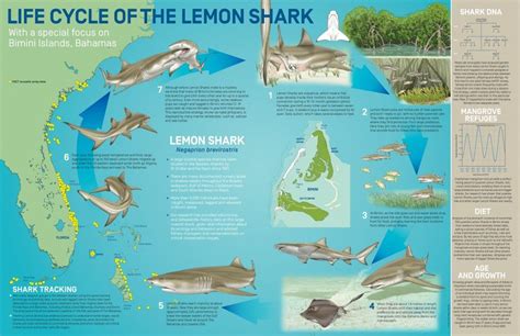 Lemon Sharks Are How Old Save Our Seas Magazine