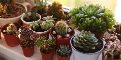 Como regar correctamente las suculentas y los. 10 Especies de cactus y plantas suculentas fáciles de ...