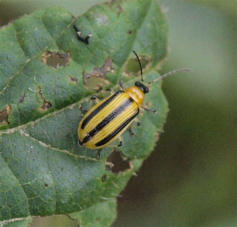 Striped Cucumber Beetles Already Active Fruit Vegetable And Specialty