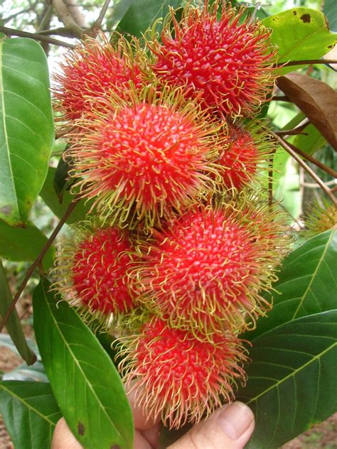 Polynesian Produce Stand ~red Rambutan~ Nephelium
