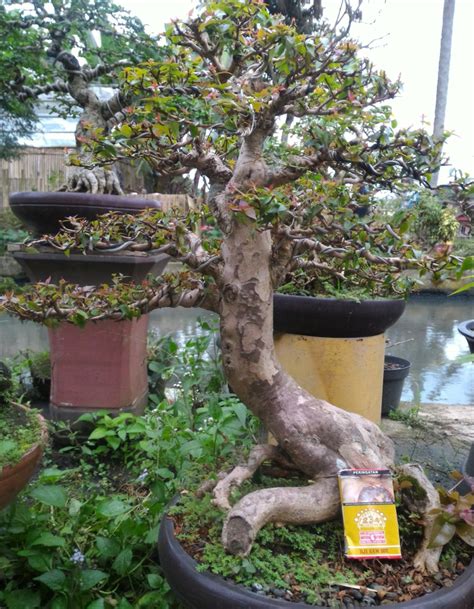 Bonsai Pohon Dewandaru Aneka Ragam Bentuk Bonsai