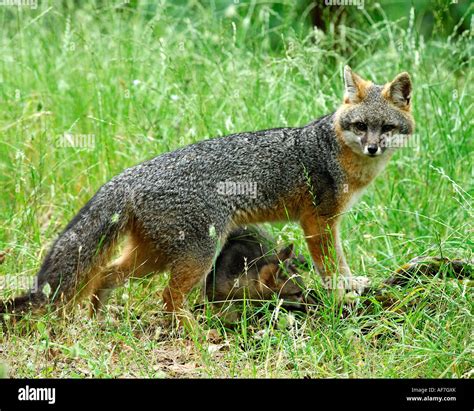 Gray Fox Urocyon Cinereoargenteus Returning To Den Stock Photo Alamy