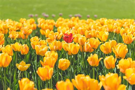 Yellow Tulip Flowers Hd Images Best Flower Site