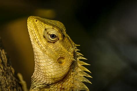 Portrait Of A Garden Lizard Pixahive