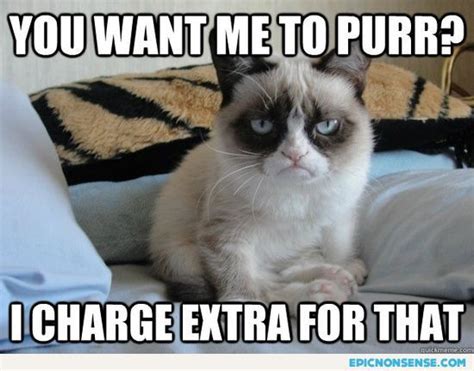Grumpy Cat Quotes Funny Cats Top 49 Most Funniest