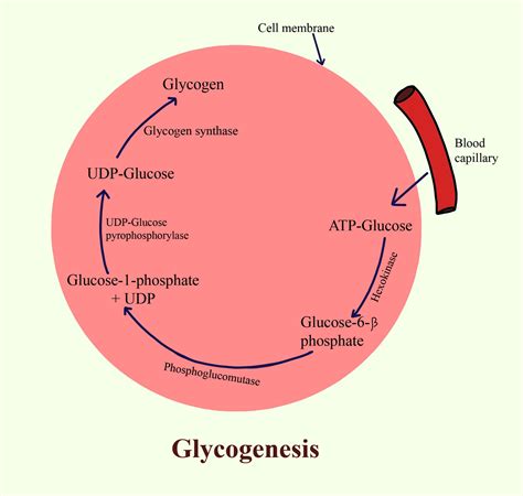 Image Result For Gluconeogenesis Glycolysis Glycogenolysis Glycogenesis
