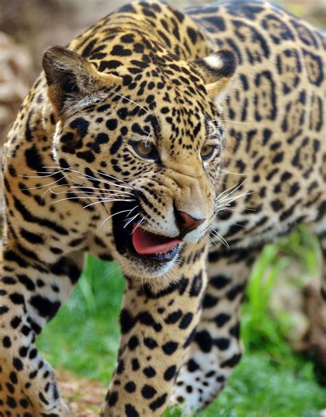 Jaguar Tropical Rainforest Animals 157 Best Images About Tropical