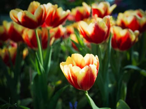 Get To Know About The Amazing Tulip Colors From Nature Floraqueen En