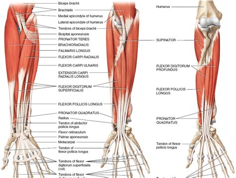 Diagram Of The Muscles In The Forearm Forearm Muscles Anatomy And